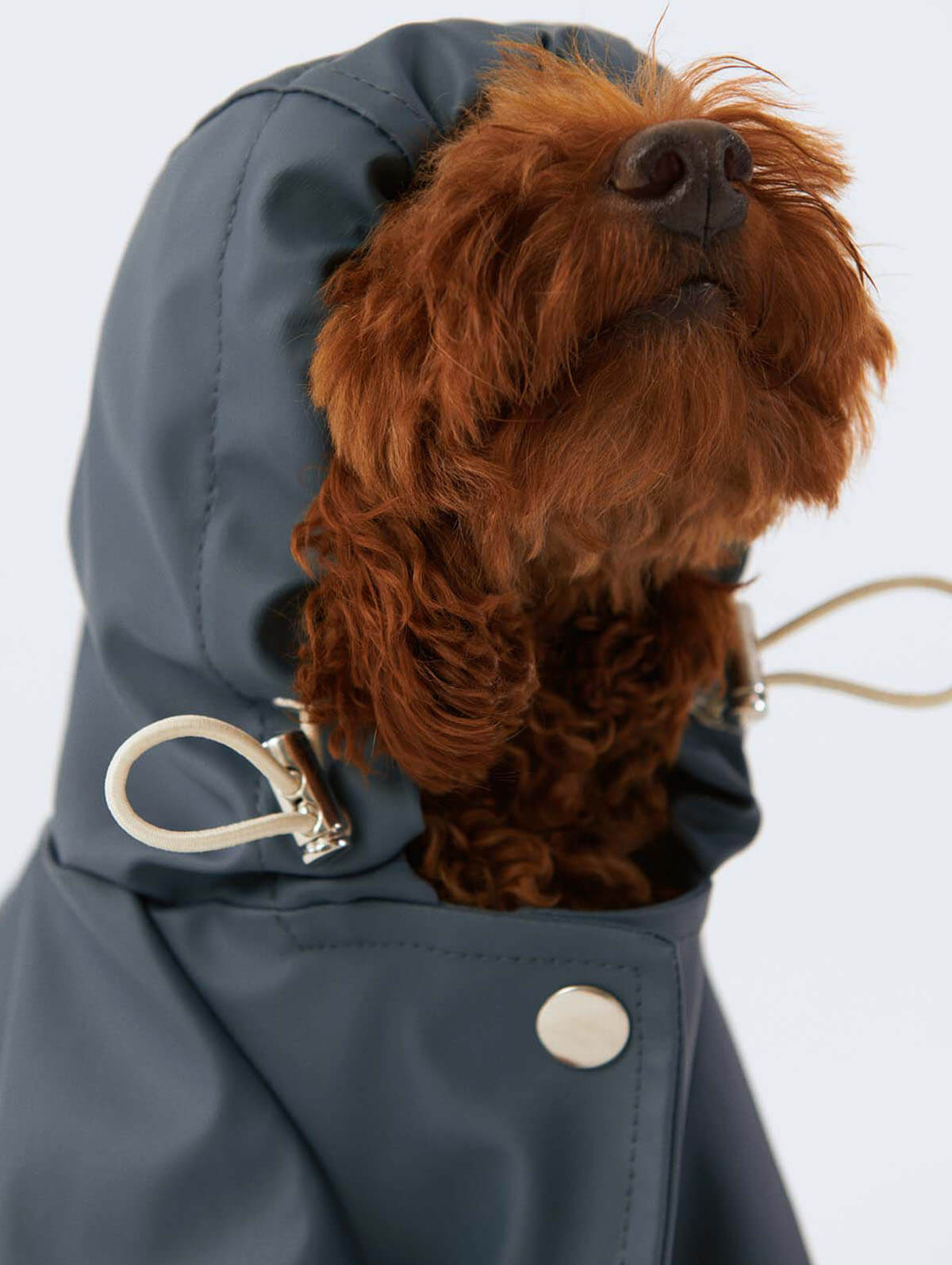 Bruno Society Dog Raincoat